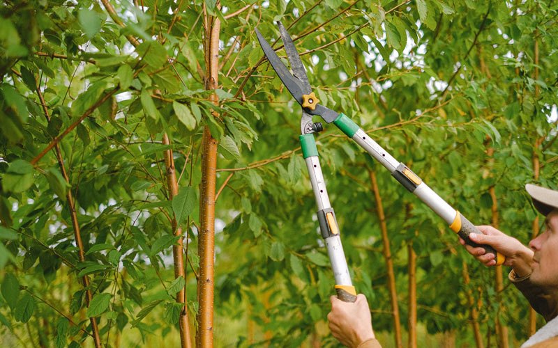 Tree trimming in Pennsburg, PA